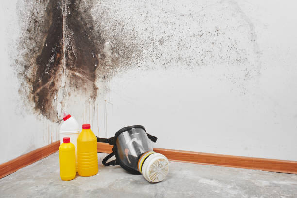 Professional Mold Removal in Bull Valley, IL