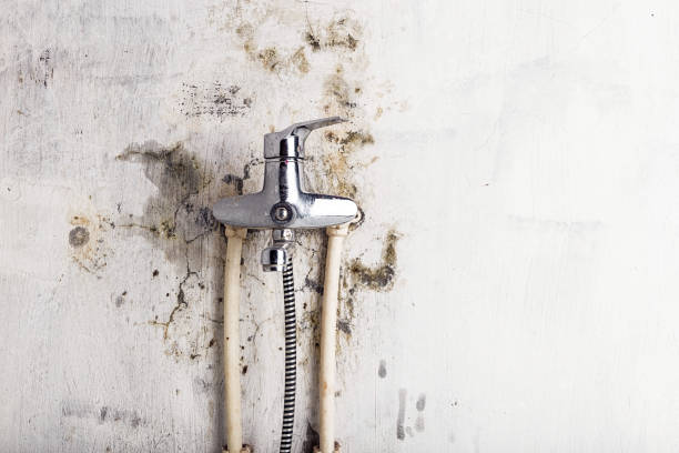 Best Affordable Mold Removal  in Bull Valley, IL