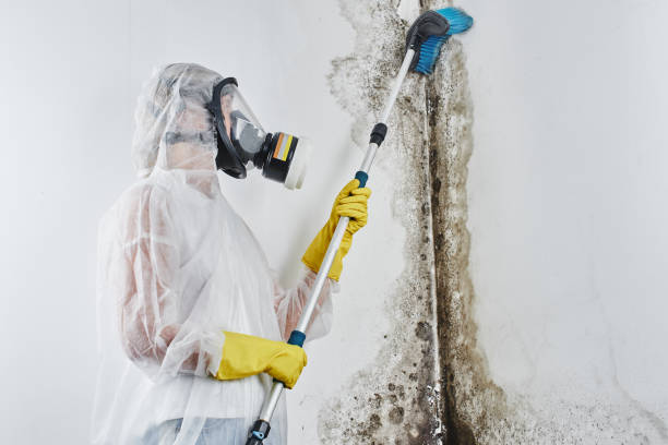 Best Professional Mold Removal  in Bull Valley, IL