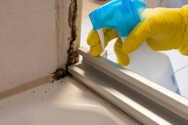 Best Mold Removal Company Near Me  in Bull Valley, IL