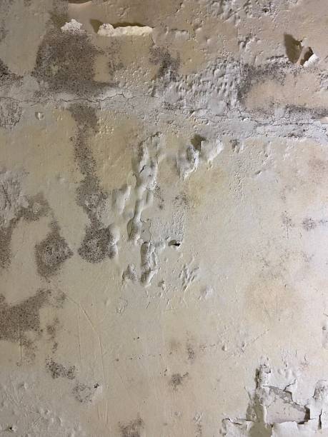 Best Mold Cleaning Services  in Bull Valley, IL