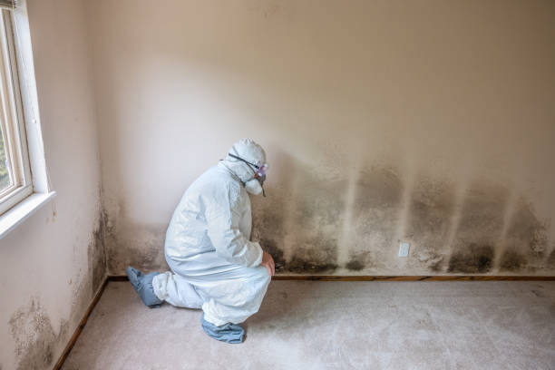 Best Mold Testing  in Bull Valley, IL