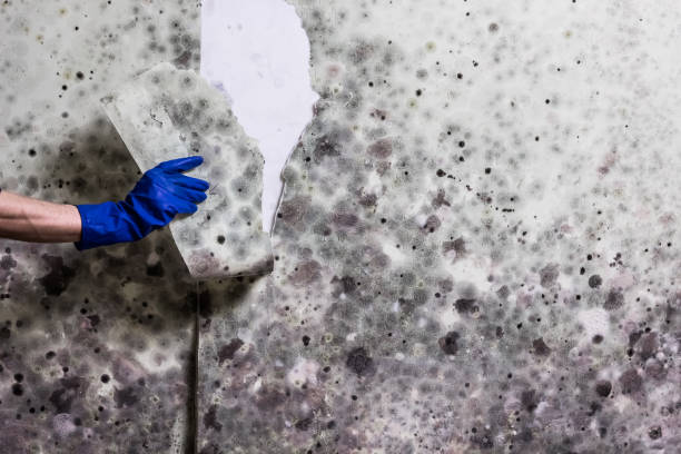 Best Emergency Mold Removal  in Bull Valley, IL