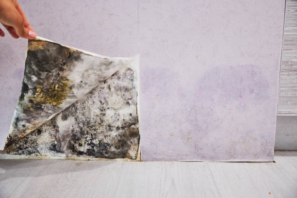 Best Attic Mold Removal  in Bull Valley, IL